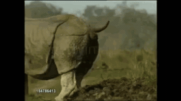 Rhino Segshit GIF
