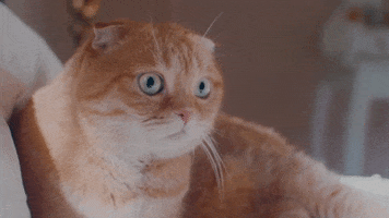 now that i found you cat GIF by Carly Rae Jepsen