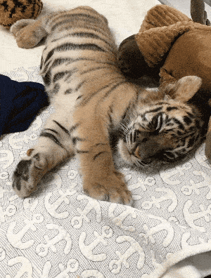 Baby Tiger Gifs Get The Best Gif On Giphy