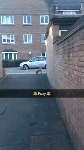 foxy GIF