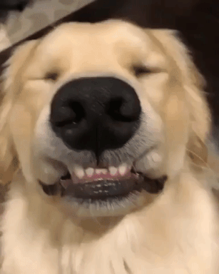 Happy Dog Gifs Get The Best Gif On Giphy