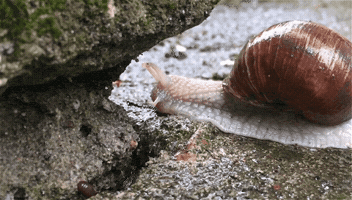 dmag snail csiga helix pomatia GIF
