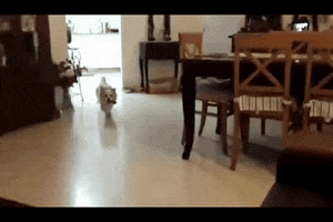 claudioaac cachorro voando GIF