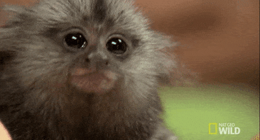 TV gif. Nat Geo's Wild. Close up of a tamarin monkey as it looks at us with large eyes and tilts its head like it's confused or curious.