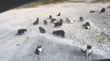 rundmcc  GIF