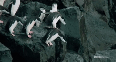 cheller  GIF
