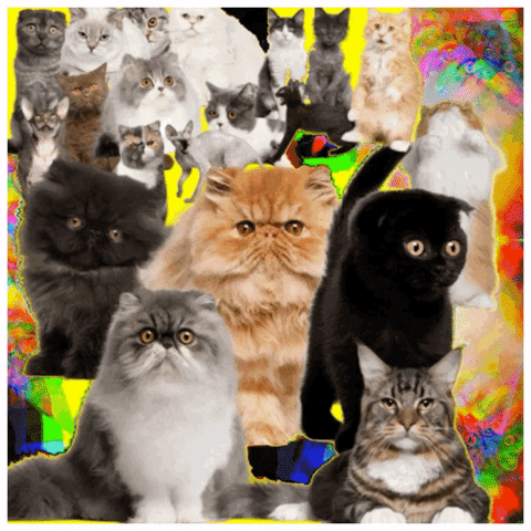 Grumpy Cat GIF by Paula Morales