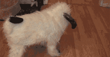 barbaraloh halloween GIF