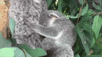 australia koala GIF by BFMTV