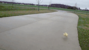 julielafnitzegger duck get well get well soon ducky GIF