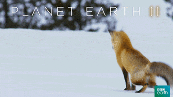 planet earth 2 success GIF by BBC Earth