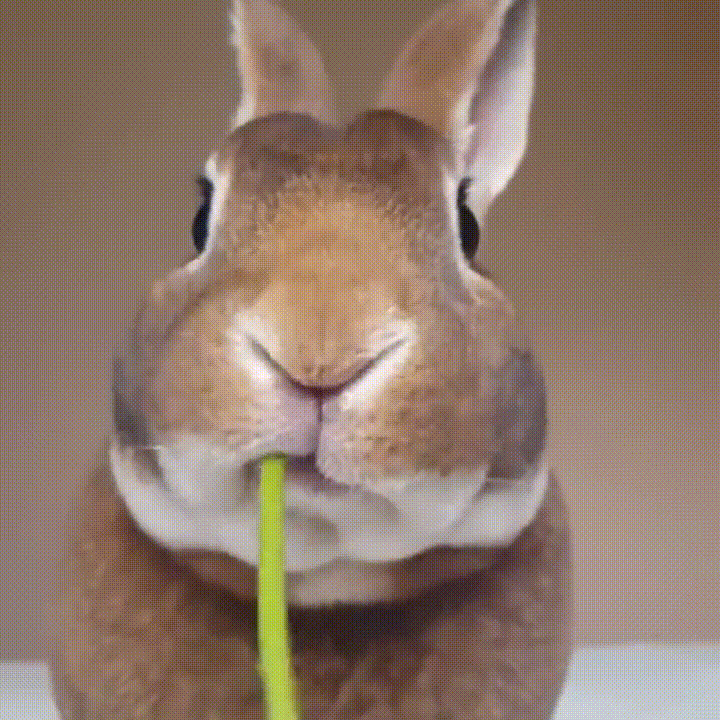 olesiatelegina  GIF