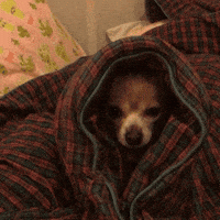 Tired Dog GIF by J