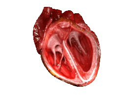 marlus heart Sticker