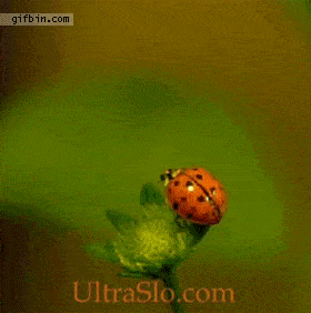 ruudcaris  GIF