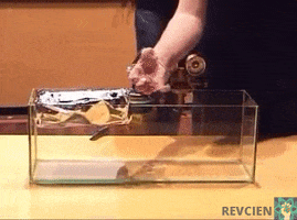 revcien  GIF
