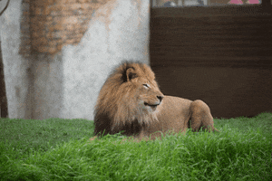 Tired King Of The Jungle GIF by Columbus Zoo and Aquarium