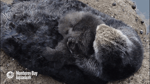 sea otter awww GIF by Monterey Bay Aquarium