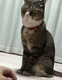 joybravedriver cat gif GIF