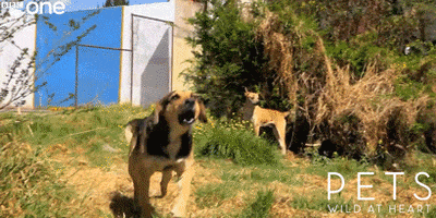 bbc one dogs GIF by BBC
