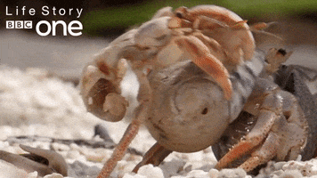 bbc one crab GIF by BBC