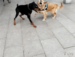 bwlub291amlhbmdaz21hawwuy29t  GIF