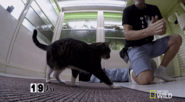 cats GIF by Nat Geo Wild 