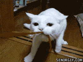 caravan  GIF
