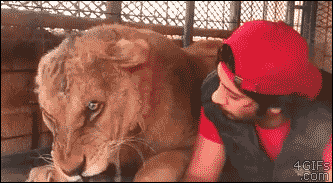 amazebase  GIF