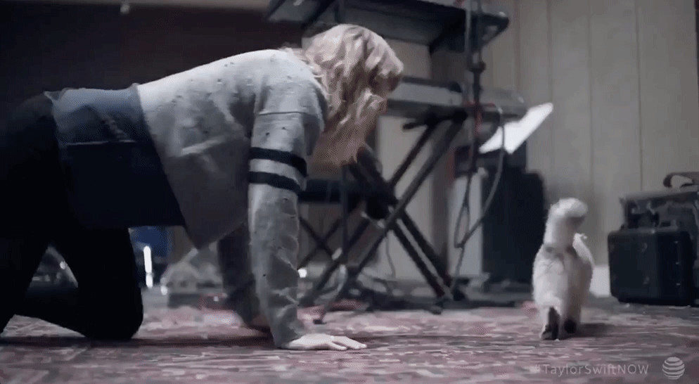 Behind The Scenes Cat Chasing Gif By Taylor Swift Find