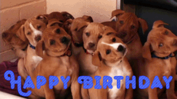 Animated Birthday Gif Memes Images GIF