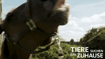 tsez tierschutz GIF by WDR