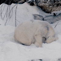 Bear-funny GIFs - Get the best GIF on GIPHY