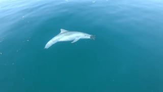 Dolphin GIF
