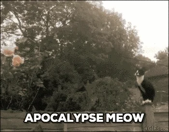 Apocalypse Now Cat GIF