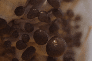 srkaito growing fungi GIF