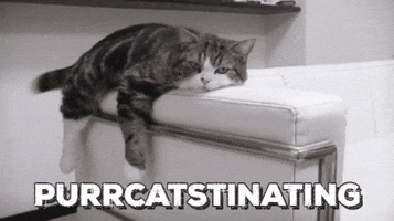 Cat Procrastinating GIF