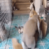 haphan-4e10 asda GIF