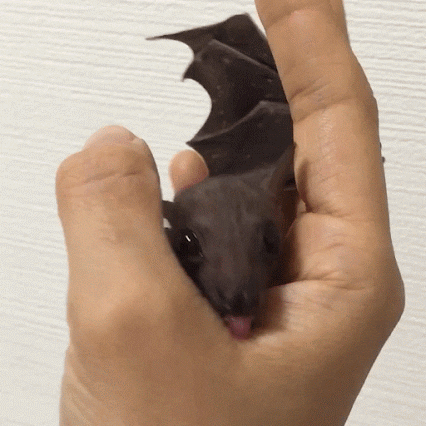 bats  GIF