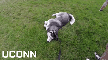 Uconn Huskies GIF by UConn