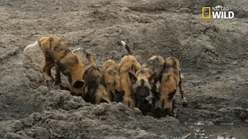 wild dogs puppies GIF by Nat Geo Wild 