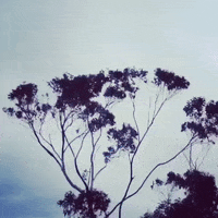 swaying eucalyptus tree GIF by Barbara Pozzi