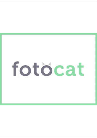 Lollorome photography photo paintings still life GIF