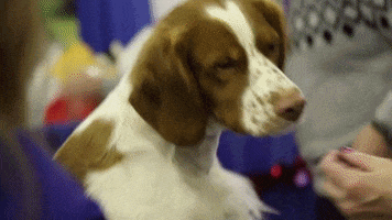 dog brittany GIF by Westminster Kennel Club