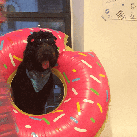 Dog GIF by Bark