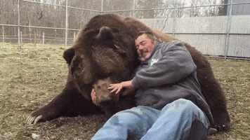 bear animal friendship GIF