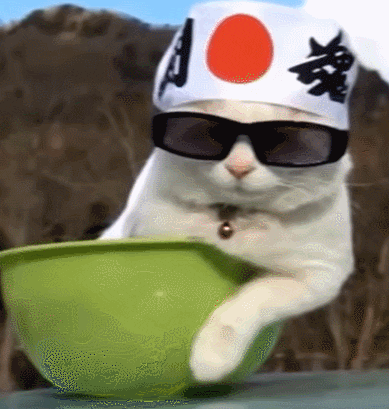 hilal cat #cute cats #cute kitty #kitties GIF