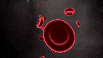 Building 10 Red Blood Cells GIF by Discovery
