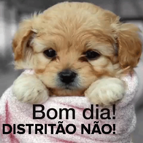 karolinabergamo  GIF