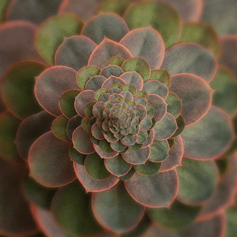 succulent gif